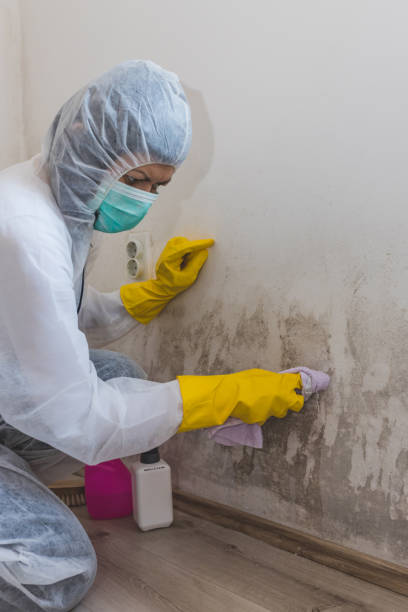 Best Real Estate Mold Inspection  in Dillon, CO