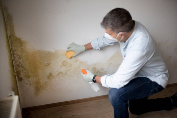Mold Documentation for Insurance Claims in Dillon, CO