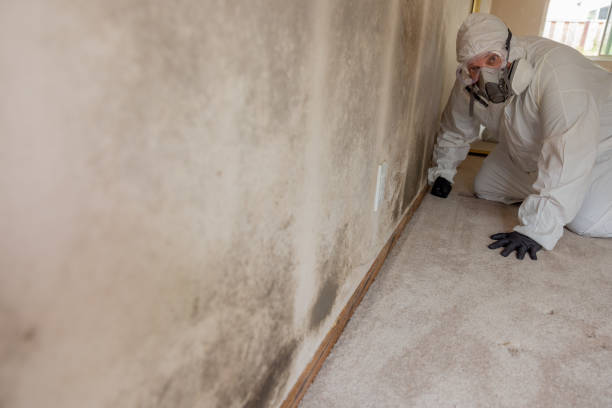 Reliable Dillon, CO Mold Removal Solutions